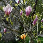 les oeufs dans le parc du petit plessis